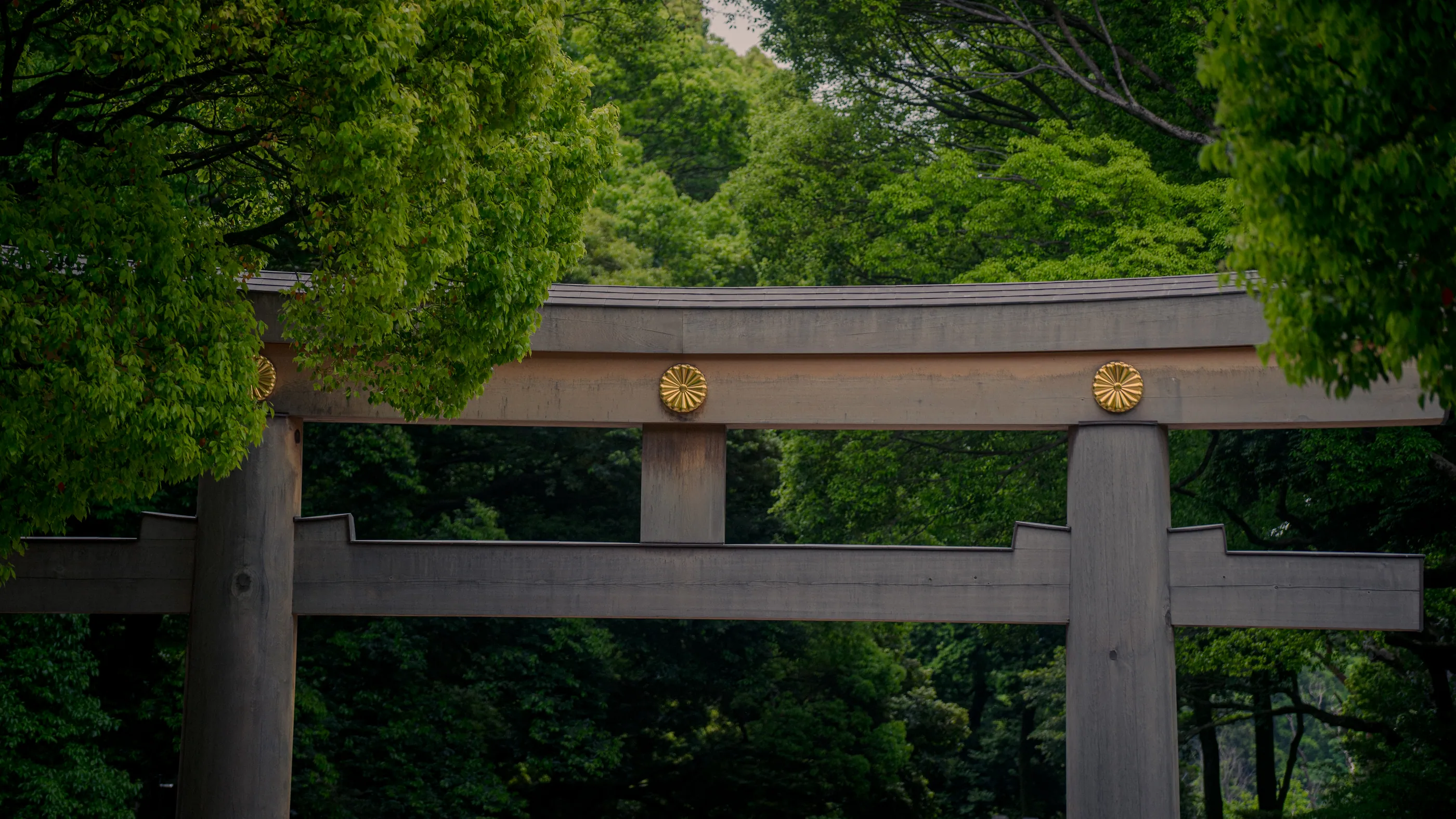 The Meiji Jingu torii framed by green trees